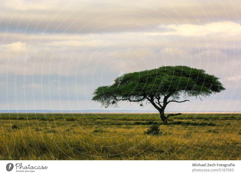Akazienbaum in der offenen Savanne der Mara in Kenia Landschaft Afrika Tierwelt Natur Afrikanisch Safari Park Baum Himmel Wildnis natürlich reisen wild Sommer