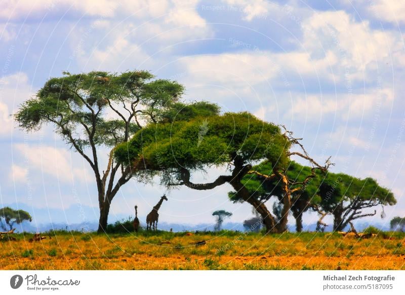Akazienbaum in der offenen Savanne der Mara in Kenia Landschaft Afrika Tierwelt Natur Afrikanisch Safari Park Baum Himmel Wildnis natürlich reisen wild Sommer
