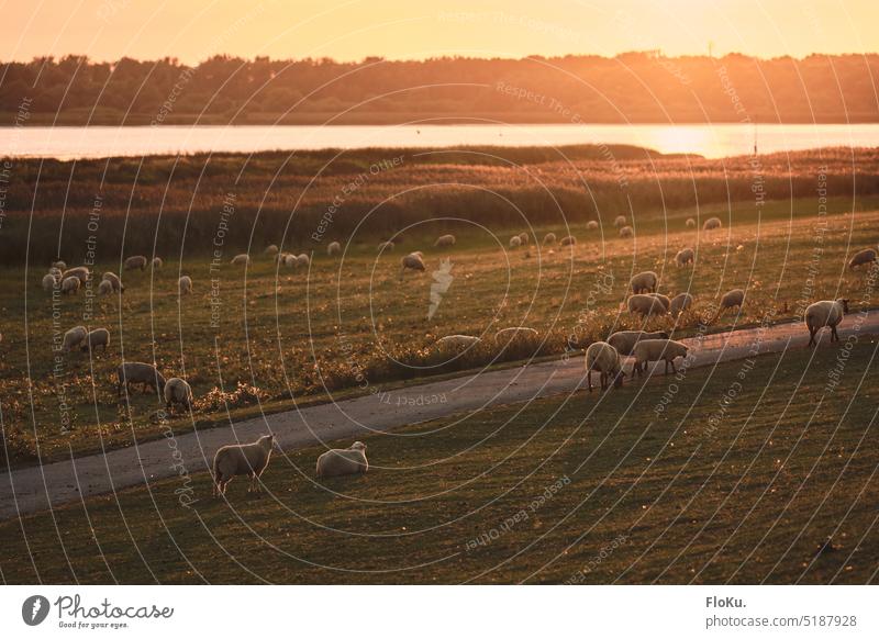 Schafe auf dem Deich in Schleswig-Hosltein Sonnenuntergang Schleswig-Holstein Außenaufnahme Nordsee Landschaft Farbfoto Küste Gras Natur Sommer Abend warm Wärme