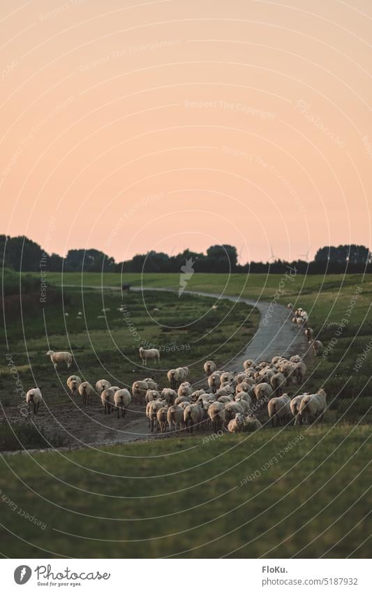 Schafe am Elbdeich rush hour Deich Elbe Küstenschutz Gras Landschaft Wiese Natur Himmel Schafherde Nutztier Außenaufnahme Nordsee Abend Sonnenuntergang Herde