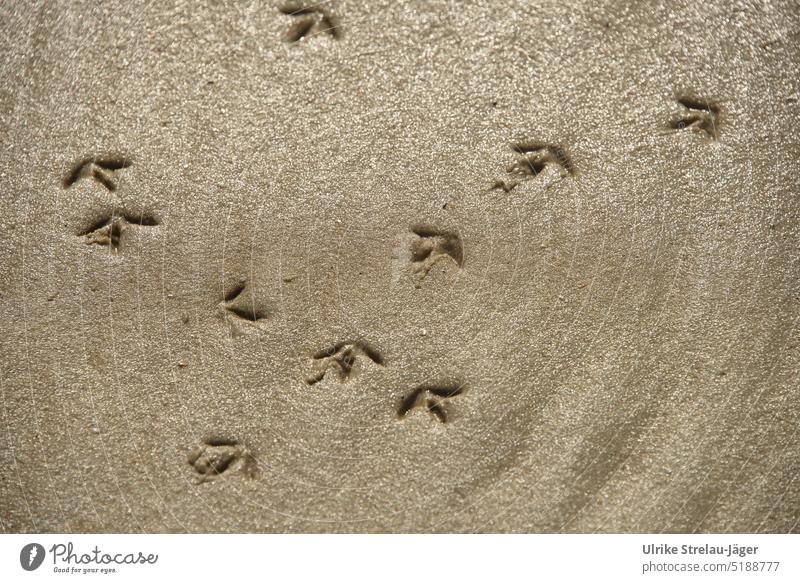 Möwenspuren am Sandstrand weisen die Richtung Spuren Spuren im Sand Vogelspuren Strand Küste richtungsweisend Vogelspuren am Strand Pfeile Abdrücke