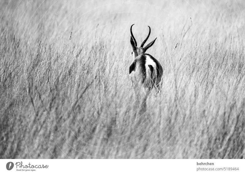 frei Einsam allein von hinten Antilopen Springbock etosha national park Etosha Etoscha-Pfanne Wildtier fantastisch außergewöhnlich Tierporträt Wildnis wild