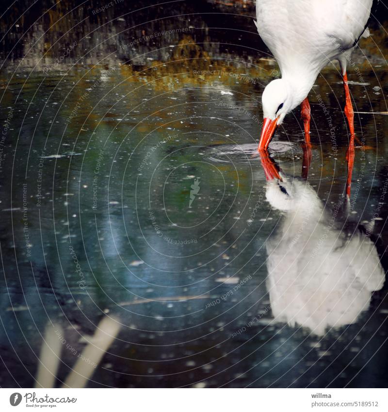 Storch spiegelt sich beim Trinken im Wasser Weißstorch trinken Teich Klapperstorch Adebar Tümpel Ufer Zugvogel Vogel Tier