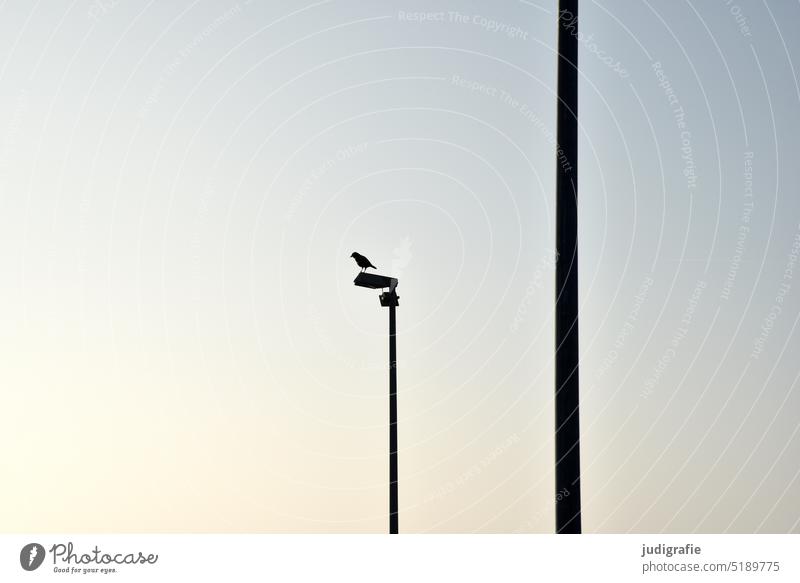 Vogel auf Laterne Himmel Straßenbeleuchtung Tier Menschenleer Laternenpfahl Lampe Beleuchtung Licht Gegenlicht Scherenschnitt minimalistisch Krähe