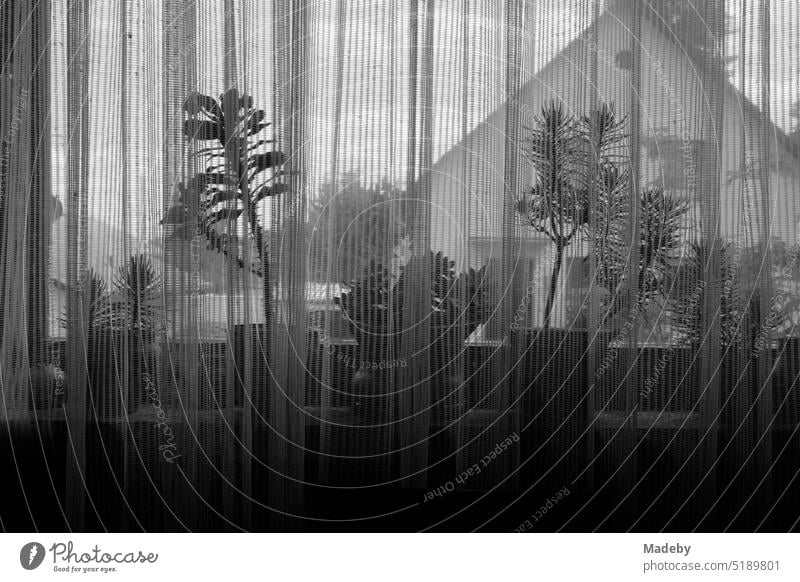 Spießige Gardine am Fenster eines Wohnhaus mit Pflanzen und Blick auf das Nachbarhaus in Wettenberg Krofdorf-Gleiberg bei Gießen in Hessen, fotografiert in klassischem Schwarzweiß
