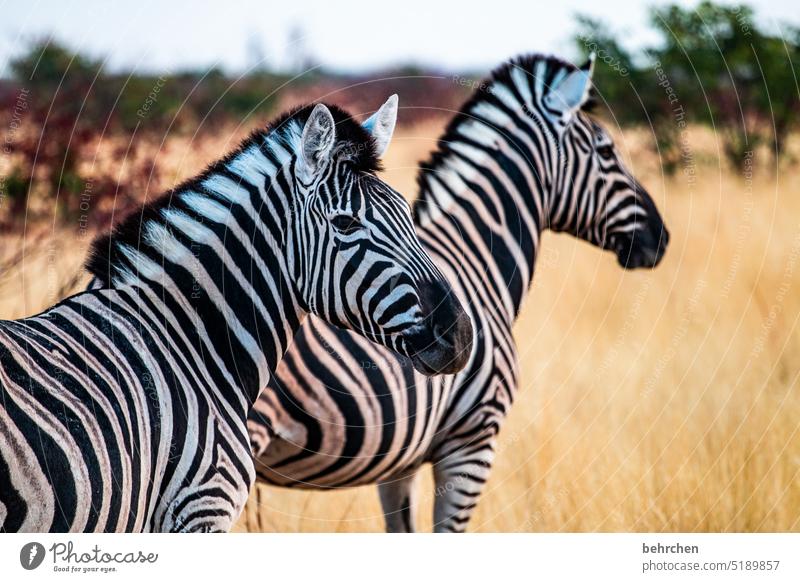 streiflicht etosha national park Etosha Etoscha-Pfanne außergewöhnlich Tierporträt fantastisch Wildtier frei wild Wildnis Zebra Safari reisen Fernweh Ferne
