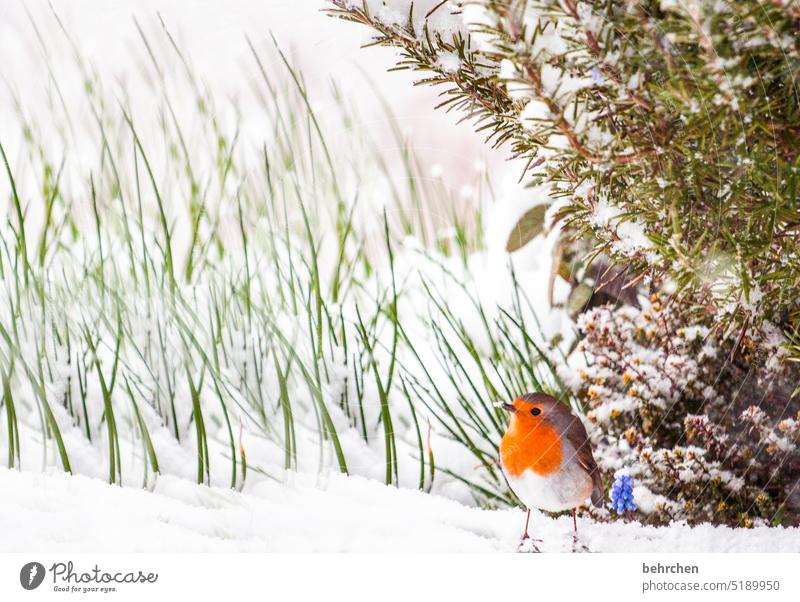 ein letzter winterhauch Ornithologie Rotkehlchen Umwelt Vögel niedlich hübsch Jahreszeiten Winter Garten Tierliebe Außenaufnahme Vogel Farbfoto Natur Wildtier
