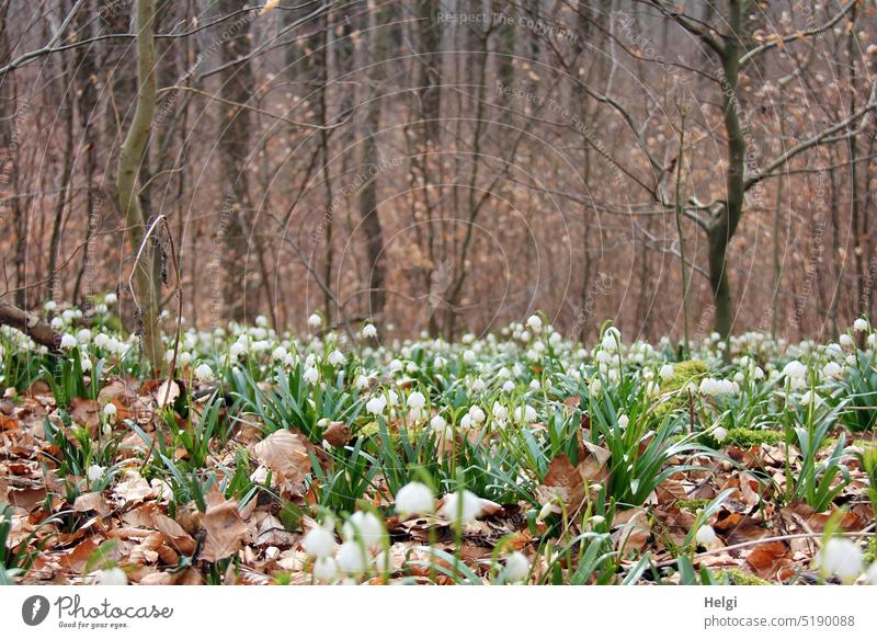 3200 - Märzenbecher im Wald Blume Blüte Frühblüher Waldboden Buchenwald Vorfrühling Frühling blühen wachsen Natur Landschaft Baum Laub Pflanze Menschenleer