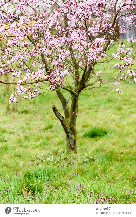 Rosa blühendes Bäumchen Blühend Frühling Frühlingserwachen Frühlingsgefühle Blüte Außenaufnahme Farbfoto Baum Wiese grünes Gras Menschenleer Filter