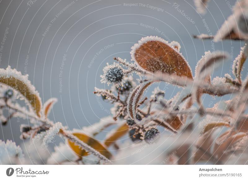 Blätter und Beeren im Eis gefroren Winter / Frühling Schnee kalt Frost Raureif frieren Blatt Nahaufnahme Makroaufnahme Pflanze Eiskristall Natur Außenaufnahme