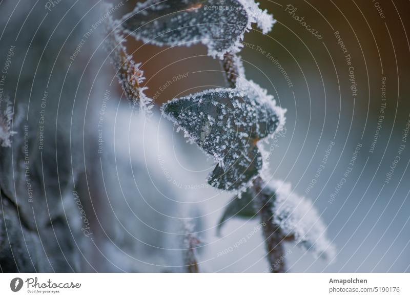 Efeu im Eis gefroren Winter / Frühling Schnee kalt Frost Raureif frieren Blatt Nahaufnahme Makroaufnahme Pflanze Eiskristall Natur Außenaufnahme weiß