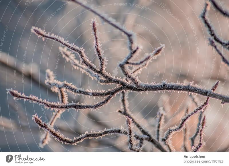 Äste und Zweige im Eis gefroren Winter / Frühling Schnee kalt Frost Raureif frieren Blatt Nahaufnahme Makroaufnahme Pflanze Eiskristall Natur Außenaufnahme weiß