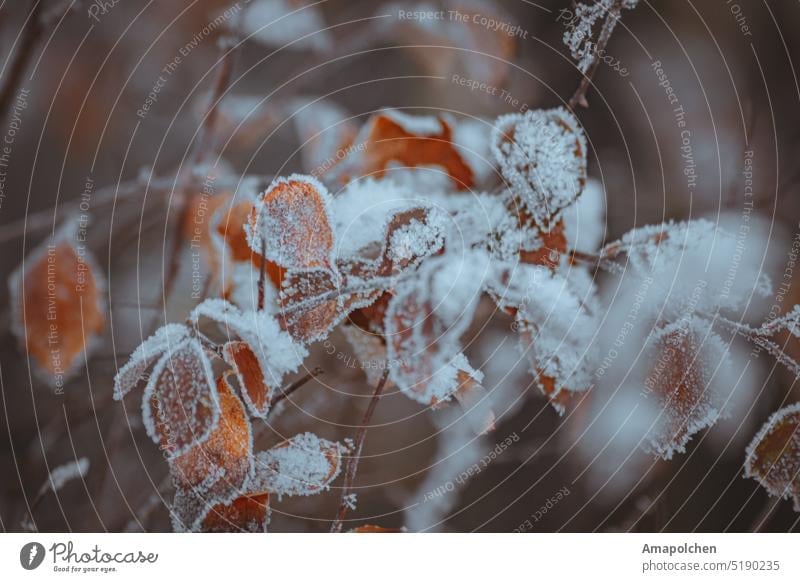 Blätter und Beeren im Eis gefroren Winter / Frühling Schnee kalt Frost Raureif frieren Blatt Nahaufnahme Makroaufnahme Pflanze Eiskristall Natur Außenaufnahme