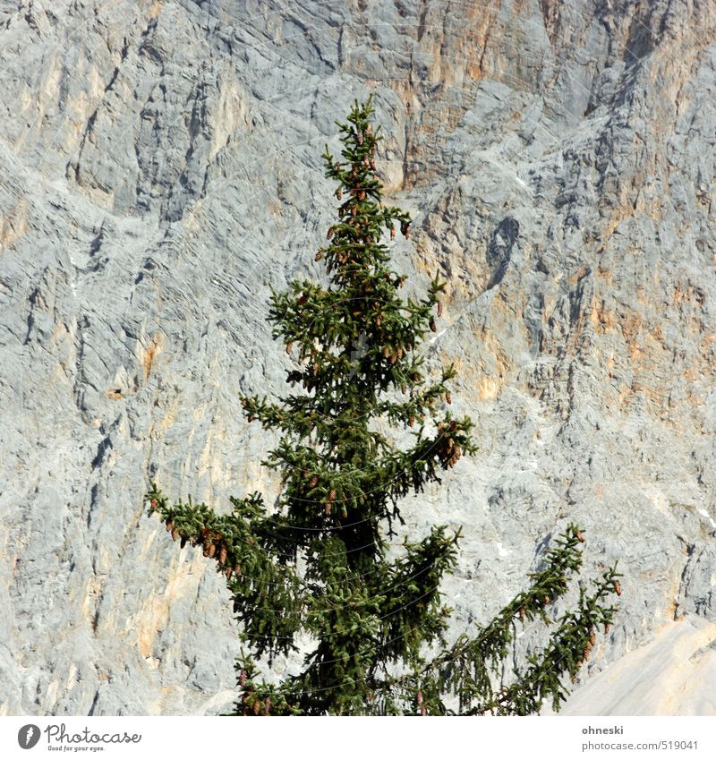 Zeitumstellung | O Tannenbaum Landschaft Baum Weihnachtsbaum Nadelbaum Felsen Alpen Berge u. Gebirge Stein Idylle einzigartig Farbfoto Außenaufnahme Muster