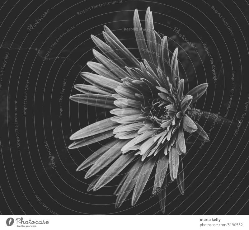 Gerbera Blume aus meinem Garten in schwarz-weiß Foto schwarz auf weiß Stillleben Porträt geblümt