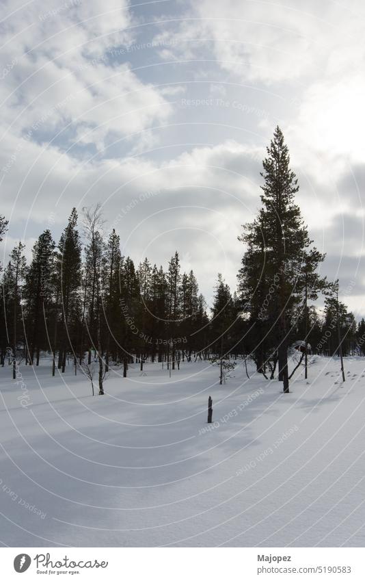 Winterlandschaft in Lappland. Keine Menschen Tanne Kiefer Weihnachten Hintergrund schön Schönheit in der Natur blau Blauer Himmel Cloud kalt Textfreiraum