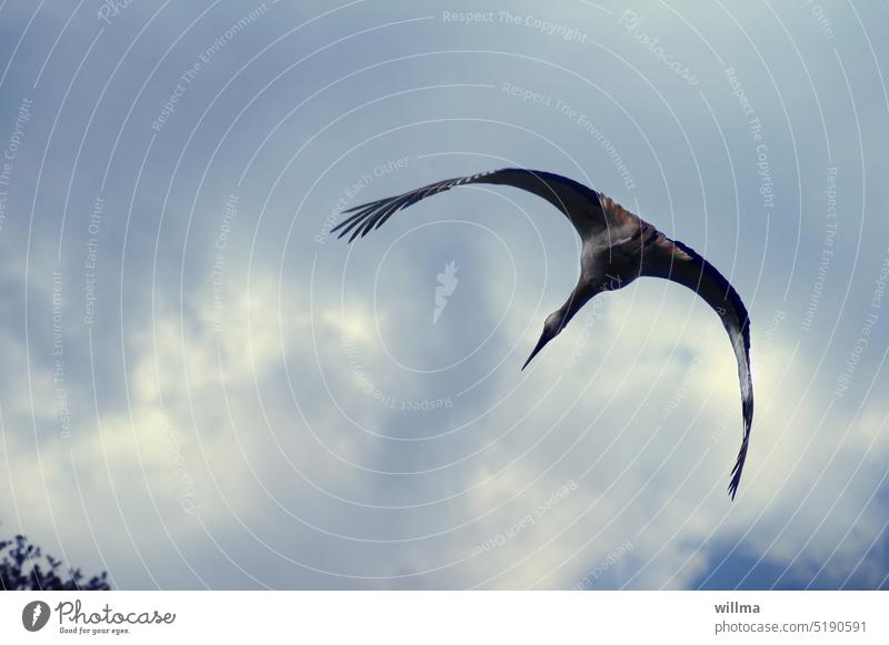 Der Storch, der aus der Raupe schlüpfte. Ich hab ihn mal losgeschickt, die Bestätigungen abzuholen Weißstorch fliegen Flügel Schwingen Himmel Wildtier