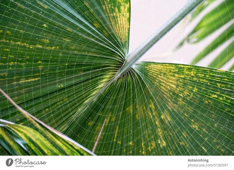 Blatt grün Adern Blattadern Palme Natur hell Kontrast welb Stiel Blattstiel fein Pflanze Nahaufnahme Farbfoto Detailaufnahme Außenaufnahme Umwelt Makroaufnahme
