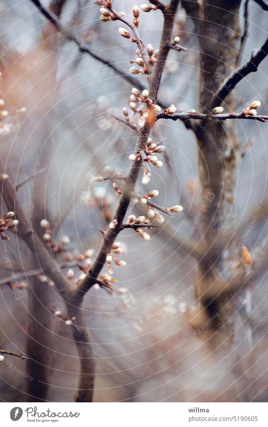 Die ersten zarten Knospen Frühling sprießen Zweig Ast Baum Knospenzweig Blütenknospen