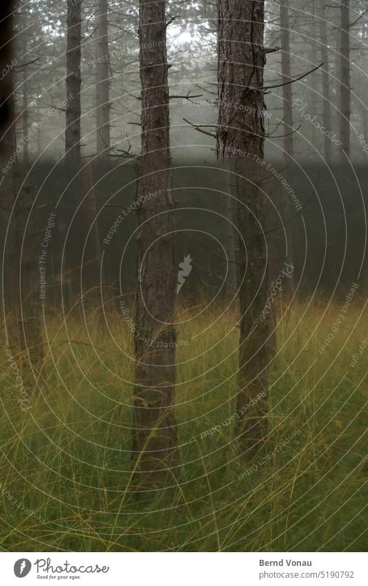 Stacheldraht mit Zaun im Nebel Herbst Wetter Nass trüb depressiv Unschärfe grün grau schlechtes Wetter Spiegel wald bäume baum spiegelung gras braun wachstum
