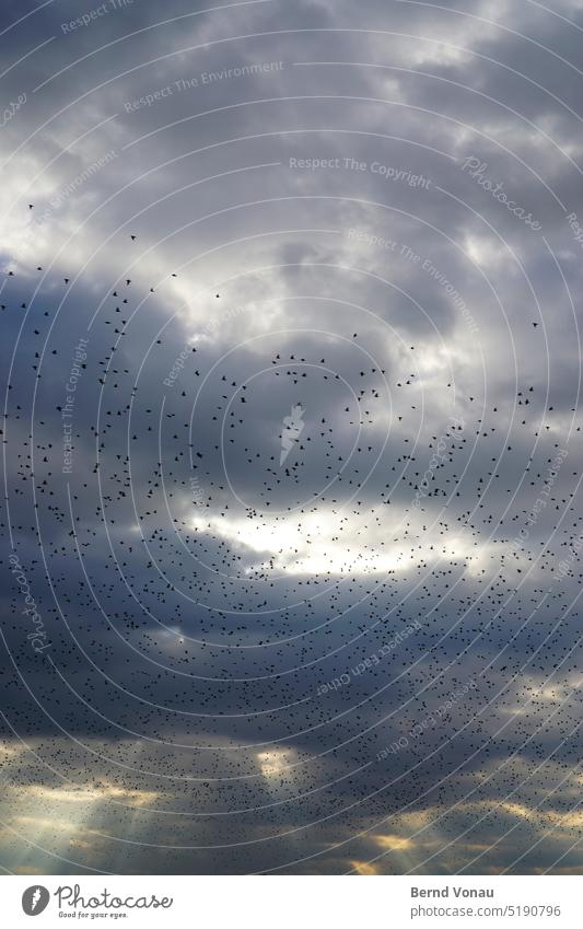 Vogelschwarm mit Sonnenstrahlen Vögel Tiergruppe Himmel dunkel Wetter bewölkt dramatisch Drama Bewegung Herbst Gruppe blau gelb grau Außenaufnahme Vogelflug