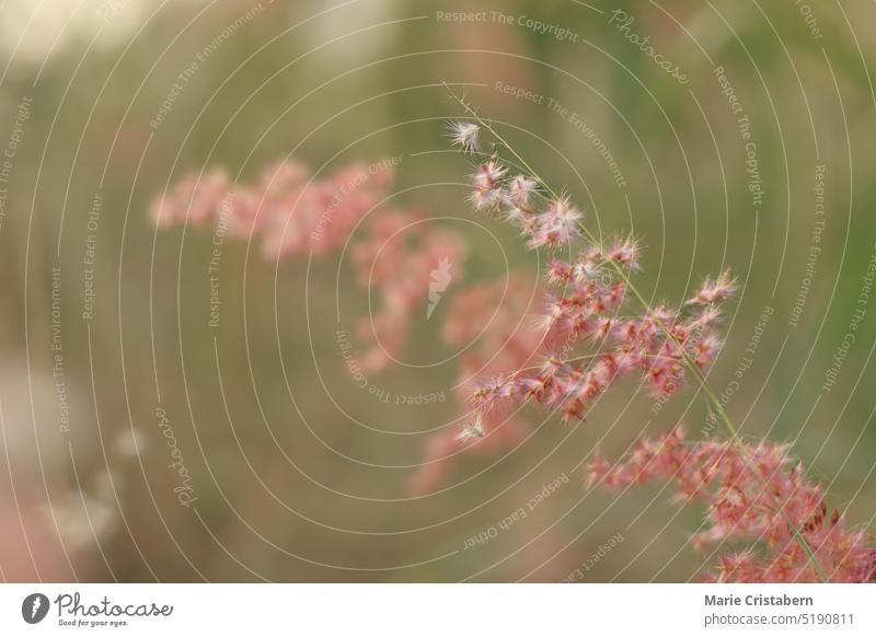 Schöne rosa Blume von Melinis repens oder Rose Natal Grass schwankend in der Morgenbrise Morgen zeigt den offenen Moment der ländlichen langsamen Leben und Frühling