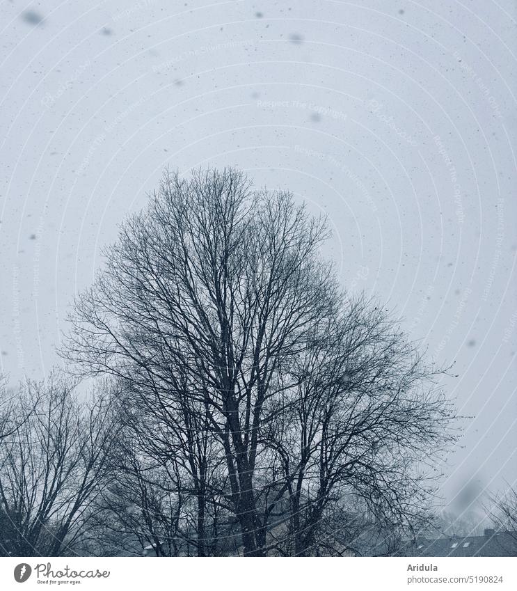 Bäume und Dächer mit Schneeflocken am trüben Morgen Wetter Graupel Winter kalt ungemütlich grau blau nass Wolken Schneefall Außenaufnahme Baum schneien