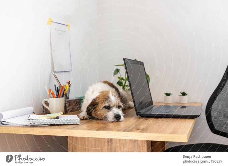 Ein kleiner Hund schläft auf einem Schreibtisch schlafen Haustier Tier 1 Homeoffice Arbeitsplatz Technik & Technologie online Internet modern Lifestyle Notebook
