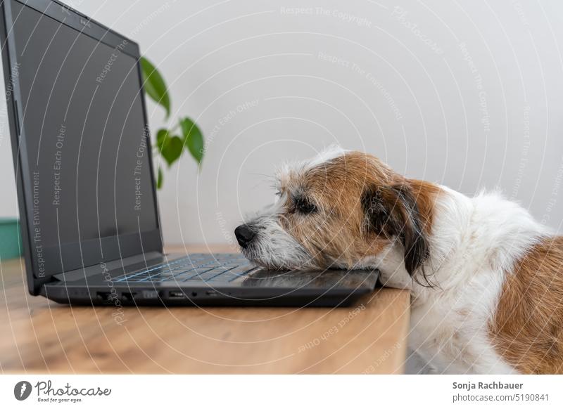 Ein Hund schläft auf der Tastatur eines Laptops Haustier Tier laptop schlafen müde Stress Humor Lifestyle ruhen lustig klein Schreibtisch aussruhen niedlich