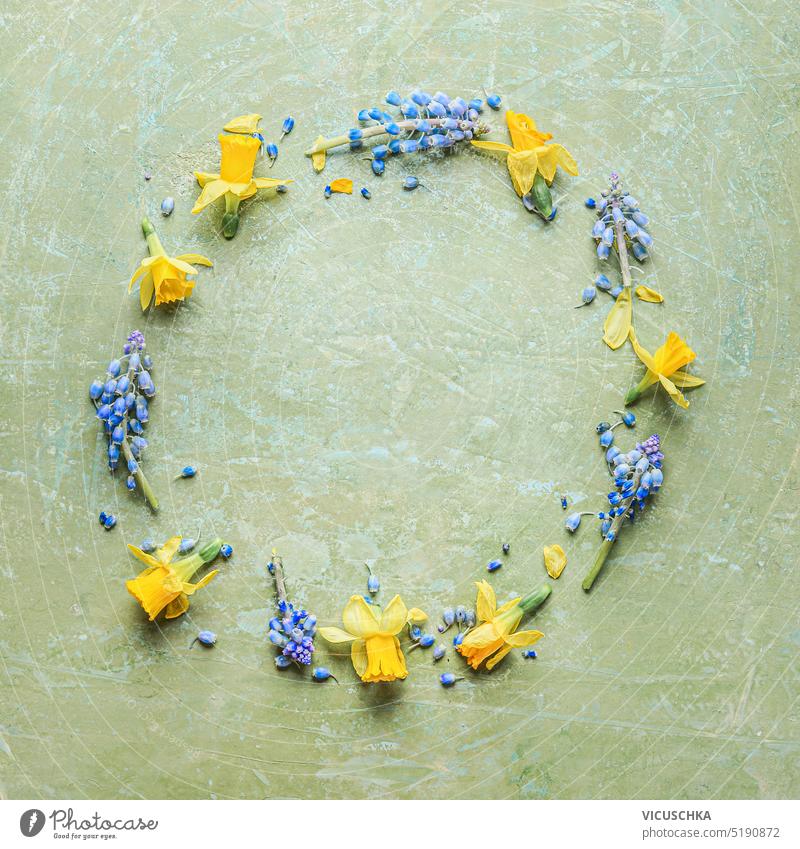Kreis Frühling floralen Rahmen mit gelben Narzissen und blauen wilden Hyazinthen Blumen auf grünem Hintergrund gemacht. Frühlingshafter Kranz. Ansicht von oben. Flachlegung