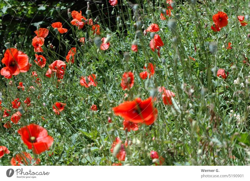 Sommerwiese mit Mohnblumen Mohnblumenfeld, Natur, Sommer Wiese Außenaufnahme Blume Umwelt rot Mohnblüte