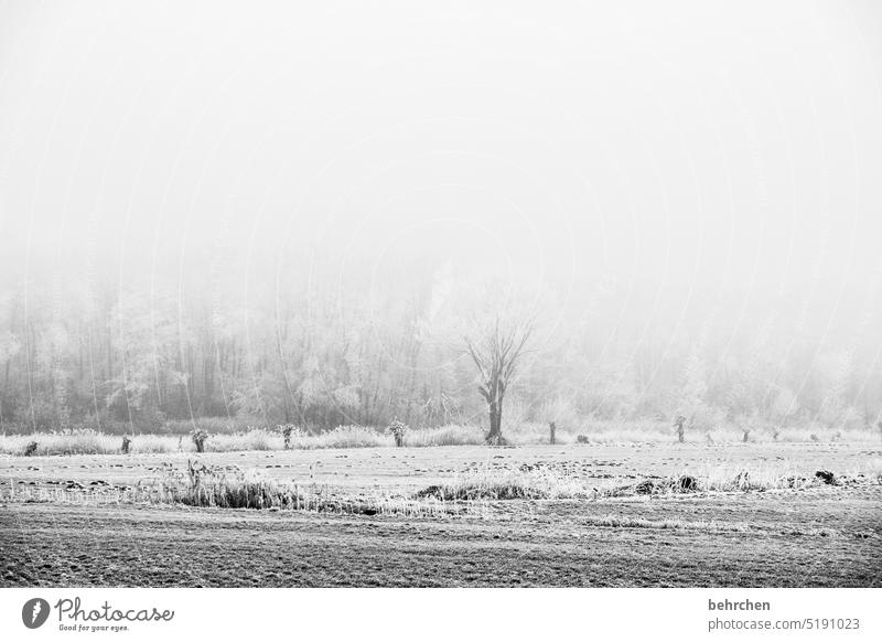 durchatmen Winterwald Winterstimmung Heimat Acker Landwirtschaft geheimnisvoll Winterspaziergang Wintertag Märchenhaft Märchenwald wolkenverhangen Nebel