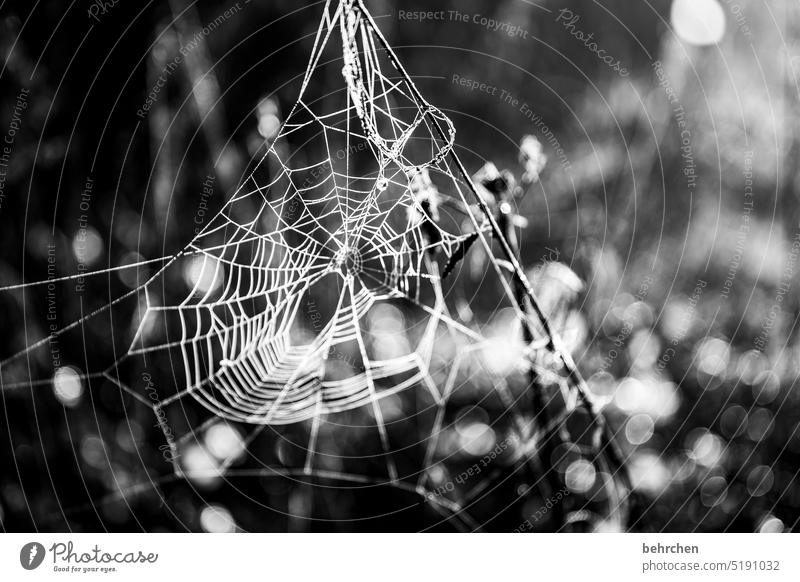 kunstvoll Jahreszeiten Winter Herbst Wald Kunstwerk spinnenweben verträumt Gegenlicht Licht Blume Zweige u. Äste Garten Wiese Sonnenlicht Natur Spinnennetz