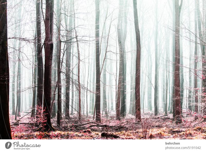 stammbaum hell dunkel Herbst Winter Bäume Schatten Winterwald Nebel Baumstamm Kälte Wetter stille Winterstimmung idyllisch Idylle Jahreszeiten Landschaft