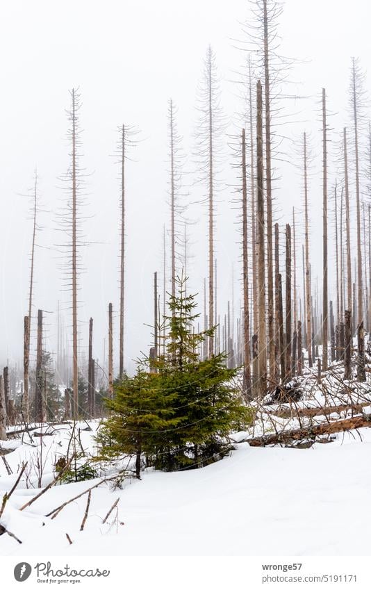 Auf der Kippe | unser Wald Thementag Redensart Außenaufnahme Waldspaziergang abgestorben Totholz Waldsterben Forstwirtschaft Klimawandel Borkenkäfer Umwelt