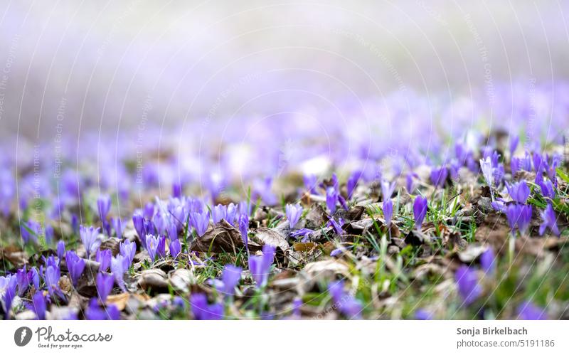 Frühlingserwachen - violette Krokusse auf einer Waldwiese Farbfoto Blüte Blume Natur Pflanze Außenaufnahme Garten Makroaufnahme Nahaufnahme Blühend Menschenleer