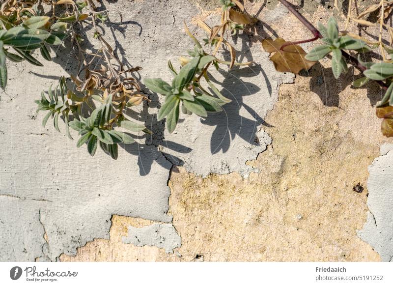 Grünpflanze mit Schatten an einer brüchigen Mauer Kletterpflanze Fassade mauerwerk alt Wand Strukturen & Formen Außenaufnahme Gebäude Farbfoto Muster wachsen
