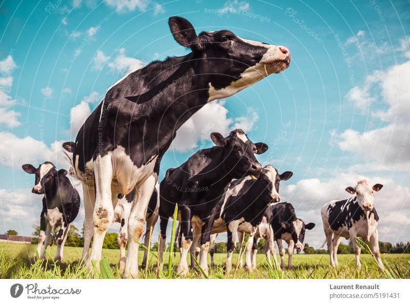 Holsteiner Kühe auf einer Wiese Ackerbau Tier Rindfleisch schwarz bovin Land Kuh Molkerei Bauernhof Landwirtschaft Ackerland Feld weiden Färse Viehbestand