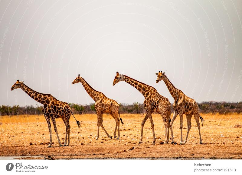 vier gewinnt aufmerksam Menschenleer Tourismus Ausflug Tierporträt Wildnis Wildtier fantastisch Tierliebe Tierschutz Giraffe außergewöhnlich Safari Umwelt