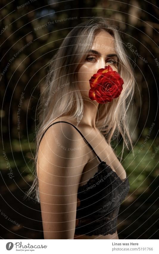 Ein Porträt einer blonden Naturschönheit im Wald. Eine rote Rose in ihrem Mund. Sie nimmt Blickkontakt mit der Kamera auf. Eine hübsche Frau wird von einigen Sonnenstrahlen erleuchtet, während sie im Schatten steht. Ihr hübsches Gesicht kann sich nicht unter den Blumen verstecken.