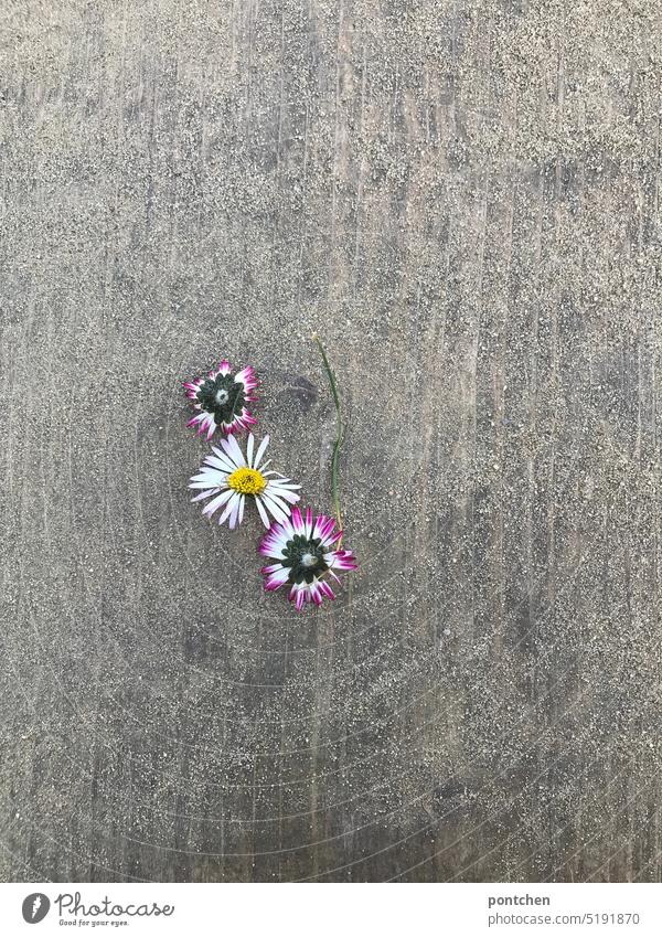 3 abgerupfte gänseblümchen auf beton. kontrast natur gepflückt Blüte Pflanze Frühling Nahaufnahme