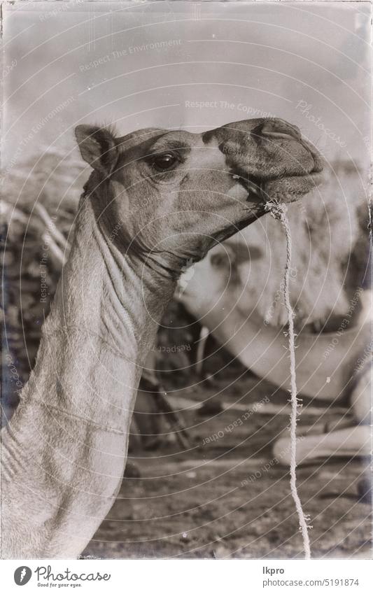 in den Himmel abstrakten Hintergrund und Kamel Camel Tier Maul Natur Kopf Porträt reisen braun blau wüst Dromedar Behaarung Säugetier Afrika Gesicht im Freien
