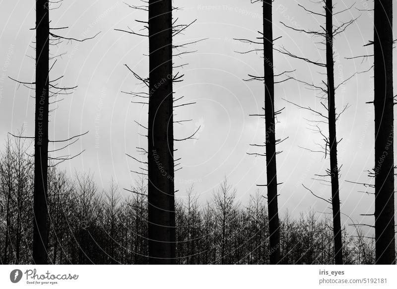 Kahle Baumstämme Schwarzweißfoto Wald Bäume kahl düster Natur Menschenleer Außenaufnahme dunkel Baumstamm Kontrast Winter Umwelt grau Himmel