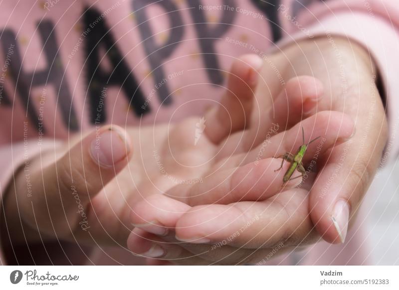 Ein grüner Grashüpfer in Kinderhänden ist in Nahaufnahme auf einem hellrosa Hintergrund mit der Aufschrift "Happy" fotografiert. Tettigonia viridissima