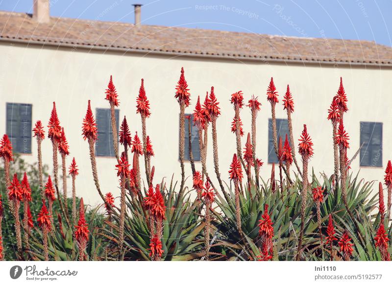 blühende Aloe vera in einem Garten auf Mallorca Pflanze Heilpflanze Sorten mediterran Gebäude Fensterläden Dachziegel Schornsteine Blätter fleischig dornig