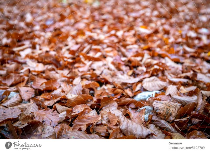 Ein Bett aus trockenem Herbstlaub bedeckt den Weg im Wald. Pflanze Makro Stein Detailaufnahme Nahaufnahme Holz Textur braun Hintergrund schön hell Farbe