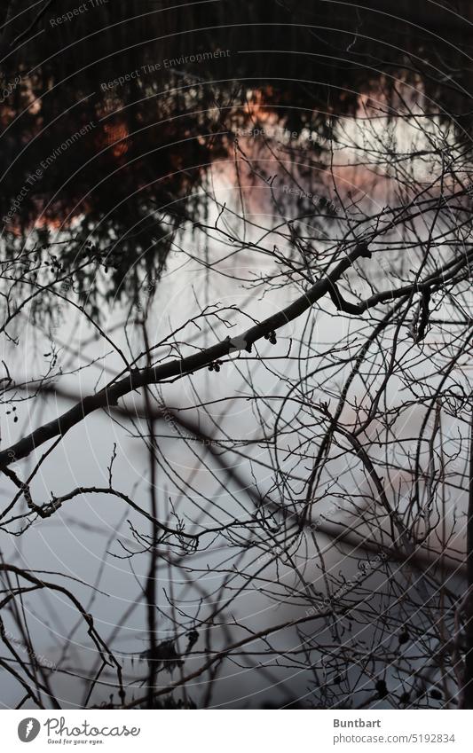 Gestrüpp am See Zweige Abendrot Spiegelung Wasser Bäume verworren Reflexion & Spiegelung ruhig Umwelt Wasserspiegelung Idylle undurchdringlich Seeufer Äste