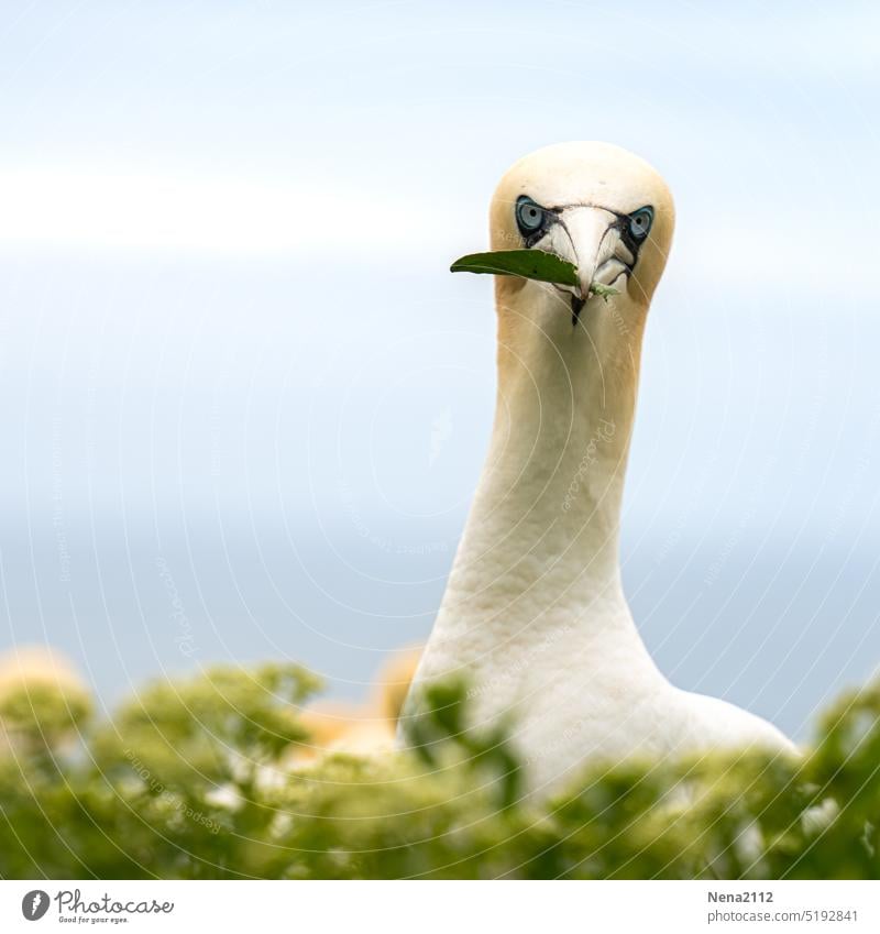 Basstölpel Vogel Tier Außenaufnahme Natur Tierporträt Helgoland Umwelt Nordsee Wildtier Insel weiß Blick in die Kamera Nestbau Vogelbeobachtung