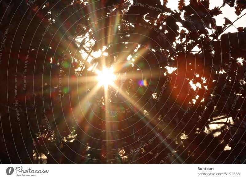 Lichtbrechung Reflexion & Spiegelung Sonne Lichterscheinung mehrfarbig Sonnenlicht Kontrast Experiment leuchten außergewöhnlich Sonnenstrahlen Blätter