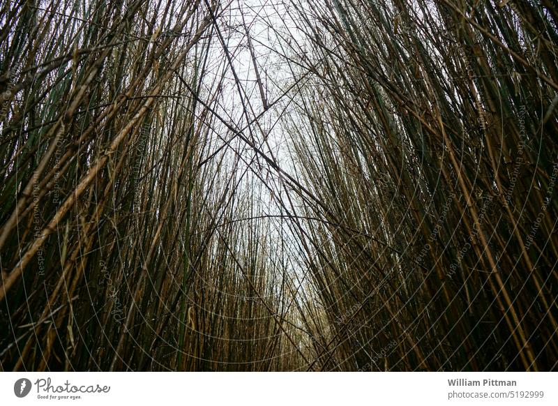 Bamboo Forest Bambus Natur Wald grün Bambusrohr Umwelt Außenaufnahme Urwald Wachstum exotisch Blatt